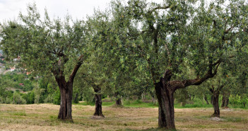 L'oro verde dell'Irpinia