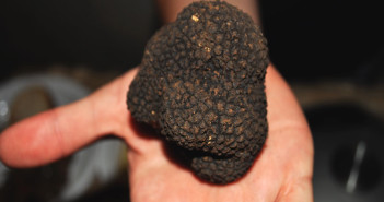 Tartufo nero di Bagnoli Irpino