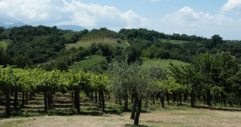 Filari di Fiano