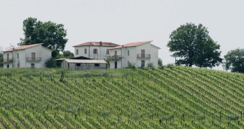 I filari della Tenuta Cavalier Pepe